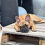 dog, french_bulldog, wooden_pallet, outdoor, pet, brown_dog, resting, ears, animal, closeup, face, expression, cute, companion, daylight, paws, relaxed, looking, floor, basket