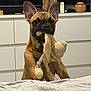 dog, french_bulldog, toy, stuffed_animal, bed, indoor, pet, brown_dog, ears, face, snout, fur, looking, background, cabinet, furniture, cozy, animal, cute, home