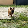 dog, puppy, french_bulldog, grass, outdoor, pet, animal, running, tongue_out, ears_up, sunlight, nature, playful, cute, young, ground, daylight, backyard, mammal, canine