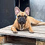 dog, french_bulldog, pet, animal, wooden_pallet, outdoor, brown, ears, face, lying_down, cute, portrait, canine, domestic_animal, fur, paw, looking, resting, focused, young