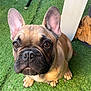 dog, french_bulldog, pet, animal, outdoor, grass, green, ears, cute, puppy, looking_up, sitting, face, brown, black_nose, fur, paw, chair, blanket, home