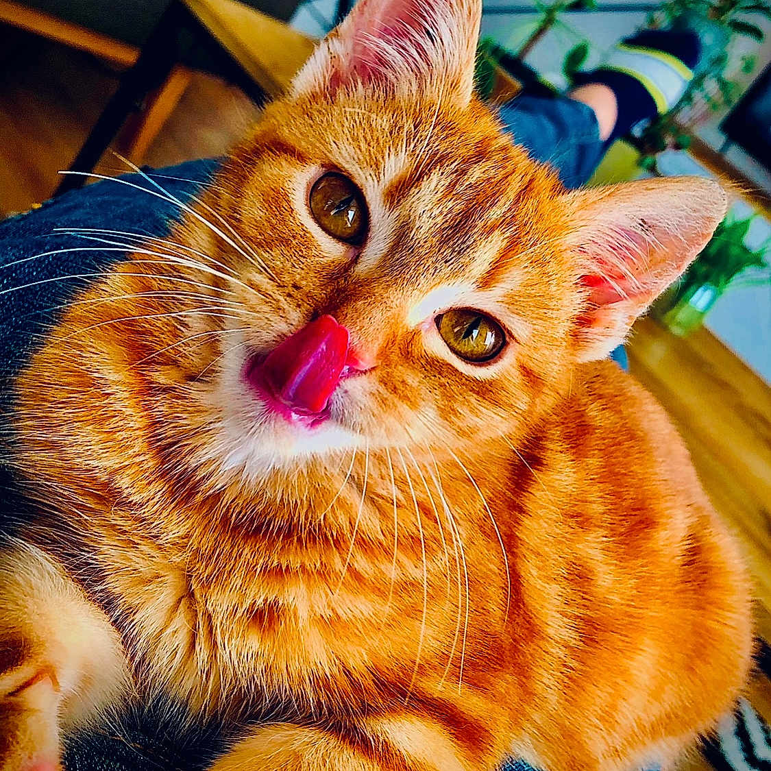 Tokyo participe au concours pour gagner de l'argent avec cette photo : animal, architecture, bodypart, building, cat, couch, food, fruit, furniture, hardwood, indoors, livingroom, manx, mouth, pear, person, pet, room, tongue, wood