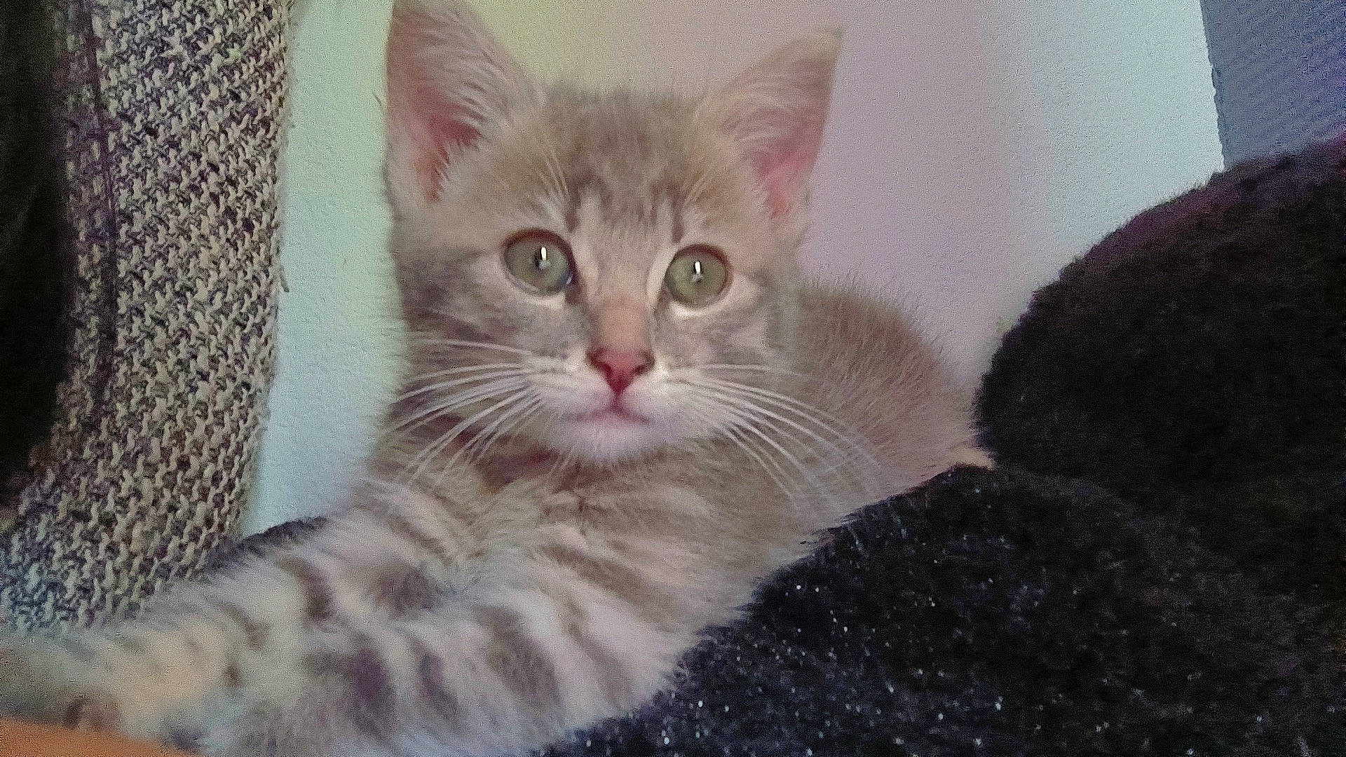 Mia participe au concours pour gagner de l'argent avec cette photo : carnivore, cat, cat_furniture, cat_supply, claw, domestic_short_haired_cat, fawn, felidae, fur, paw, small_to_medium_sized_cats, snout, tail, terrestrial_animal, whiskers, window