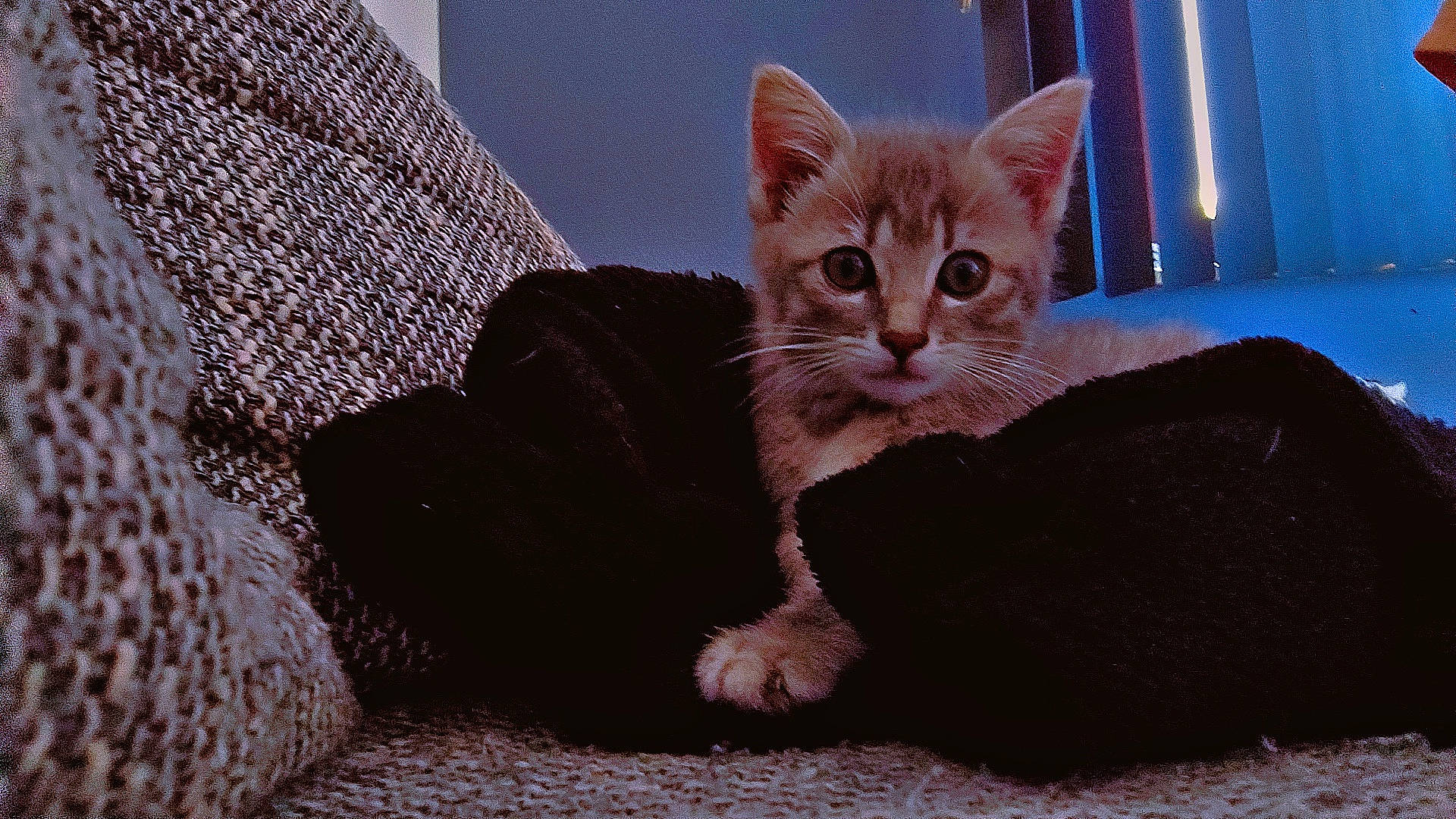 Mia a rejoint le concours — aidez-le/la à gagner de superbes lots ! carnivore, cat, cat_furniture, cat_supply, claw, comfort, couch, domestic_short_haired_cat, fawn, felidae, flooring, fur, grey, paw, room, sitting, small_to_medium_sized_cats, tail, whiskers, window