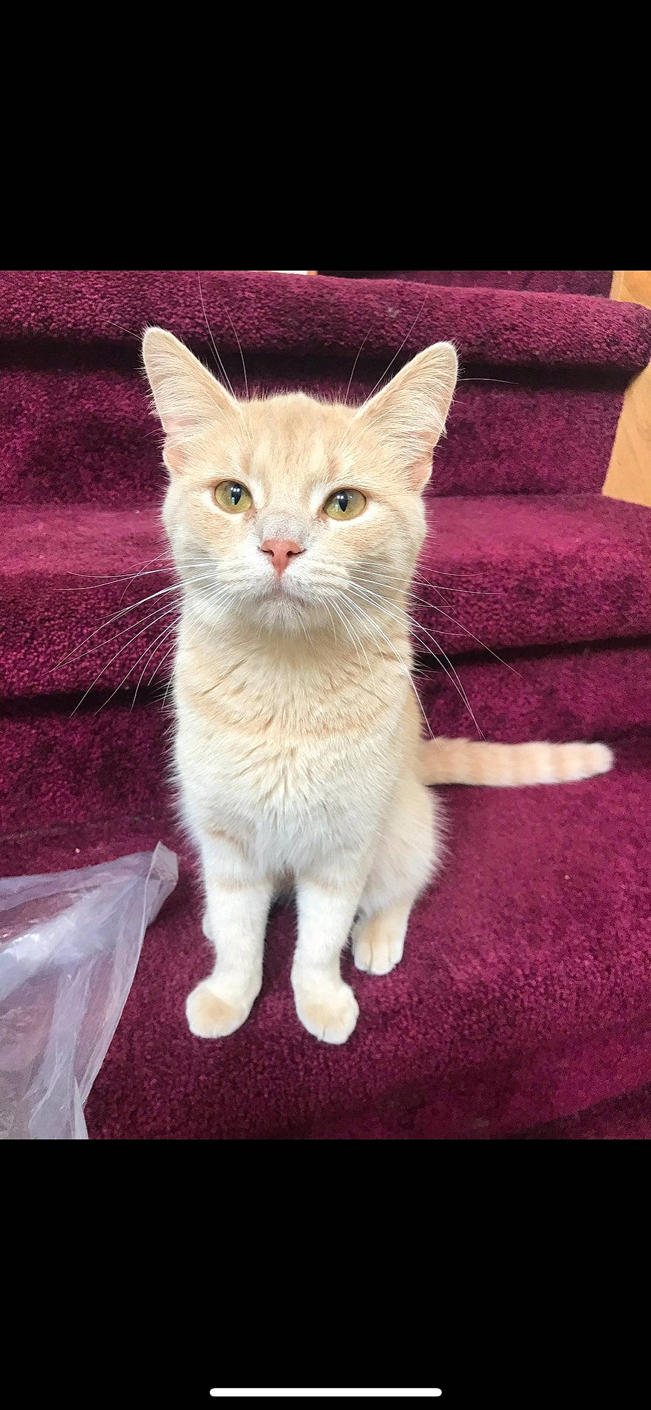 Indica joined the competition — help win amazing prizes! art, carnivore, cat, claw, domestic_short_haired_cat, eye, fawn, felidae, fur, magenta, pattern, paw, pink, sitting, small_to_medium_sized_cats, snout, tail, terrestrial_animal, whiskers