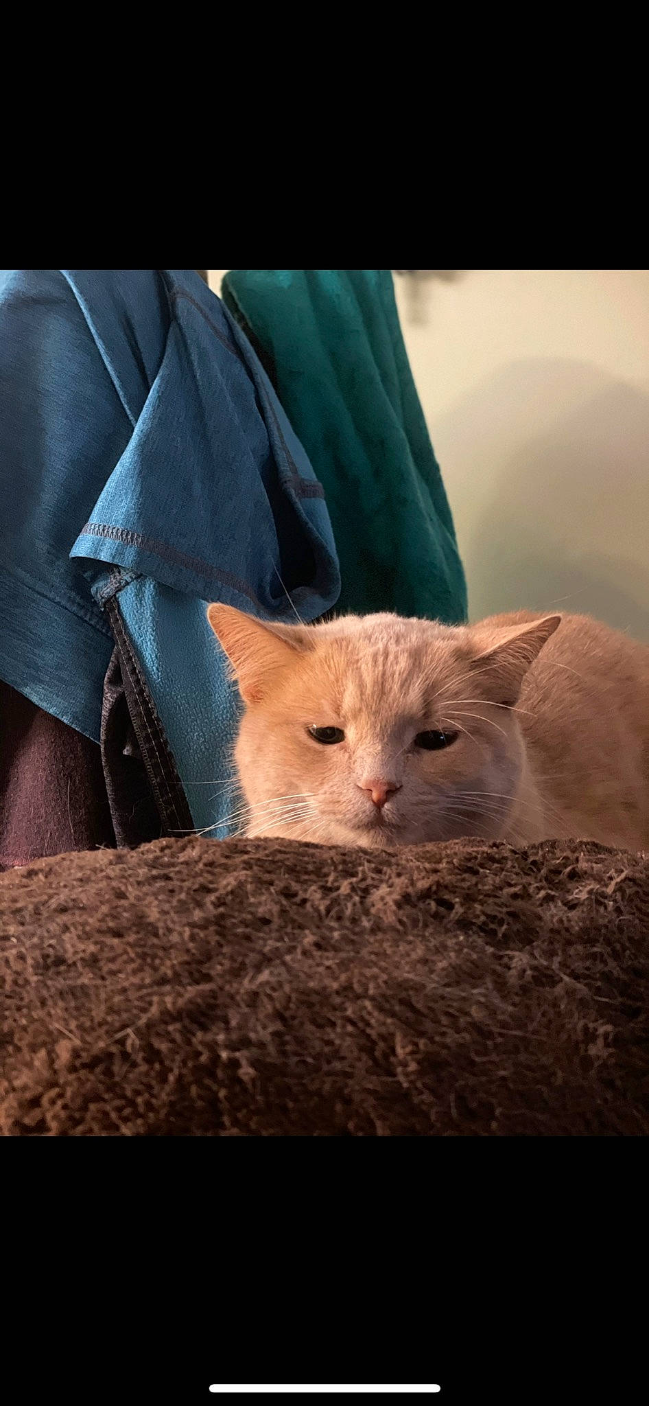 Indica is registered to the contest to win money with this photo: carnivore, cat, claw, comfort, domestic_short_haired_cat, fawn, felidae, formal_wear, fur, gesture, paw, sitting, sleeve, small_to_medium_sized_cats, snout, tail, terrestrial_animal, whiskers, wood