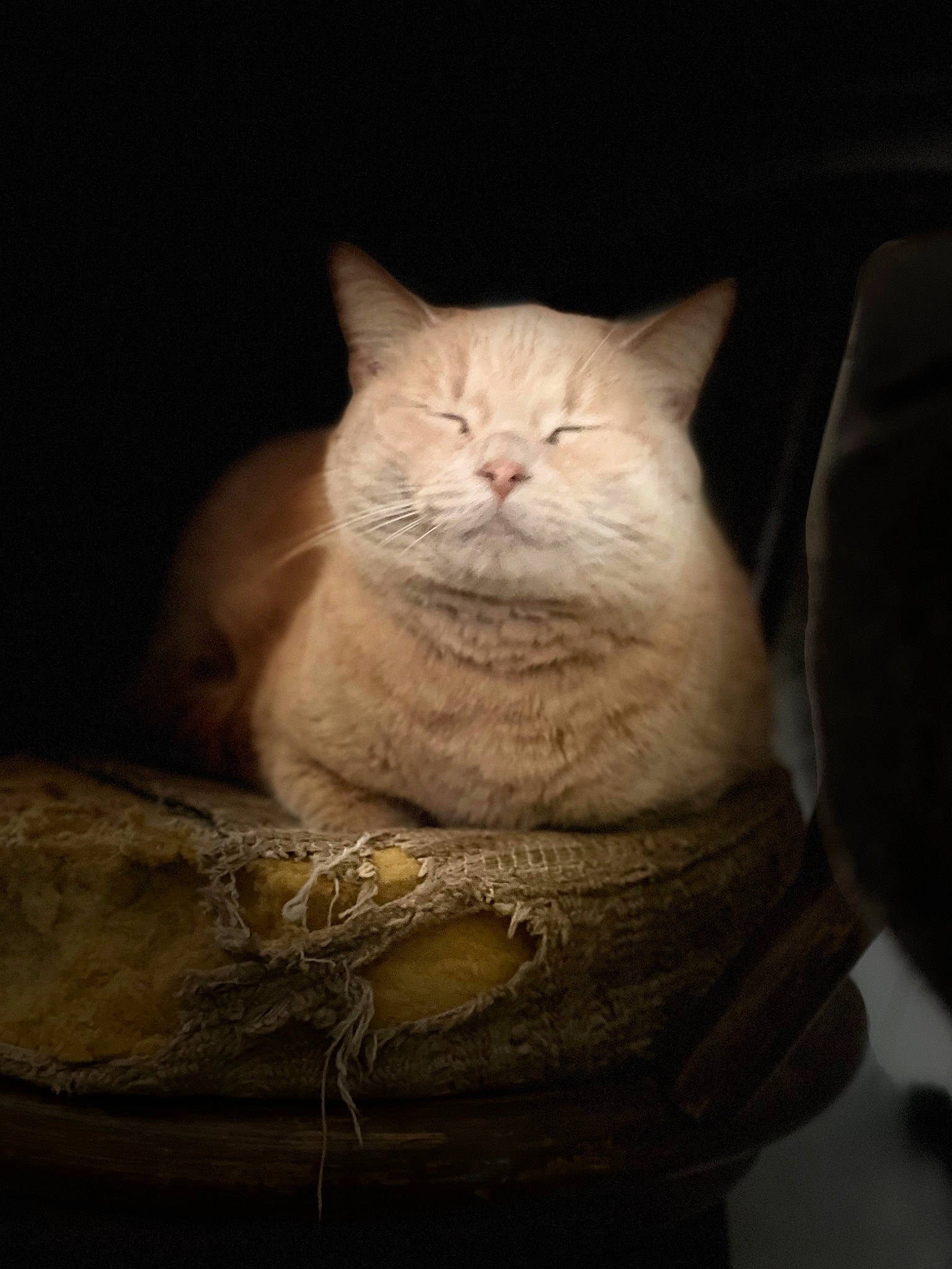 Indica is registered to the contest to win money with this photo: carnivore, cat, comfort, darkness, domestic_short_haired_cat, ear, fawn, felidae, fur, paw, sitting, small_to_medium_sized_cats, snout, still_life_photography, tail, terrestrial_animal, tints_and_shades, whiskers, window, wood