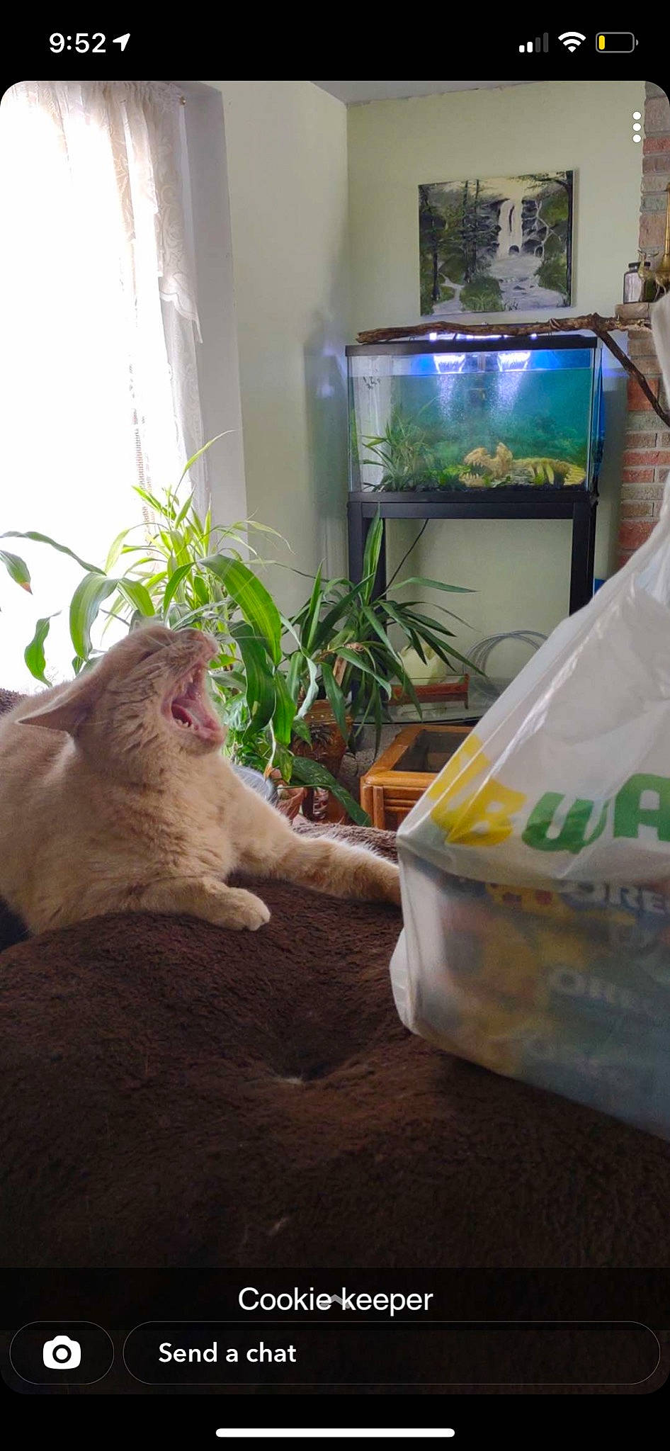 Indica joined the competition — help win amazing prizes! carnivore, cat, chair, display_device, fawn, felidae, fish, floor, flooring, fur, grass, houseplant, plant, plastic_bag, room, small_to_medium_sized_cats, tail, television_set, vertebrate, whiskers