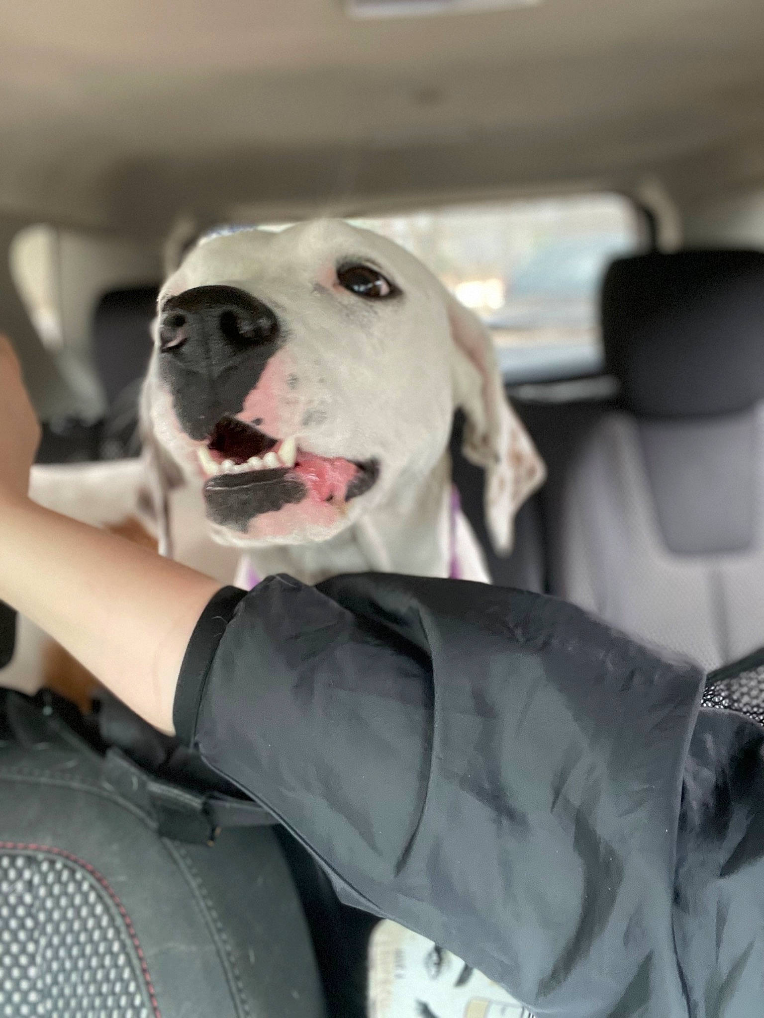 Kisses is registered to the contest to win money with this photo: auto_part, automotive_exterior, car, car_seat, car_seat_cover, carnivore, collar, companion_dog, dalmatian, dog, dog_breed, dog_collar, family_car, fawn, head_restraint, luxury_vehicle, motor_vehicle, vehicle, vehicle_door, whiskers