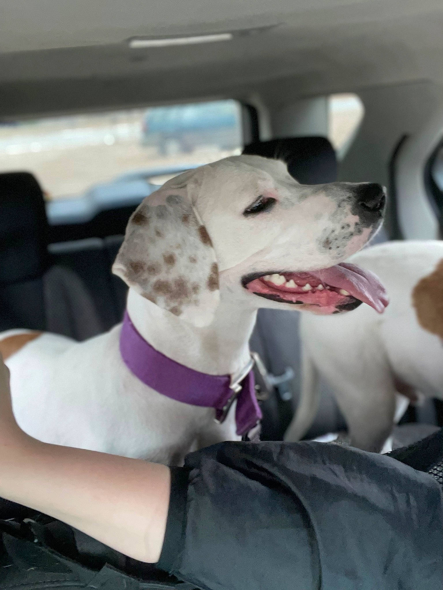 Kisses is registered to the contest to win money with this photo: canidae, car, car_seat, carnivore, collar, companion_dog, corgi_chihuahua, dog, dog_breed, dog_collar, dog_supply, fawn, metal, non_sporting_group, snout, sporting_group, vehicle, vehicle_door, windshield, working_animal