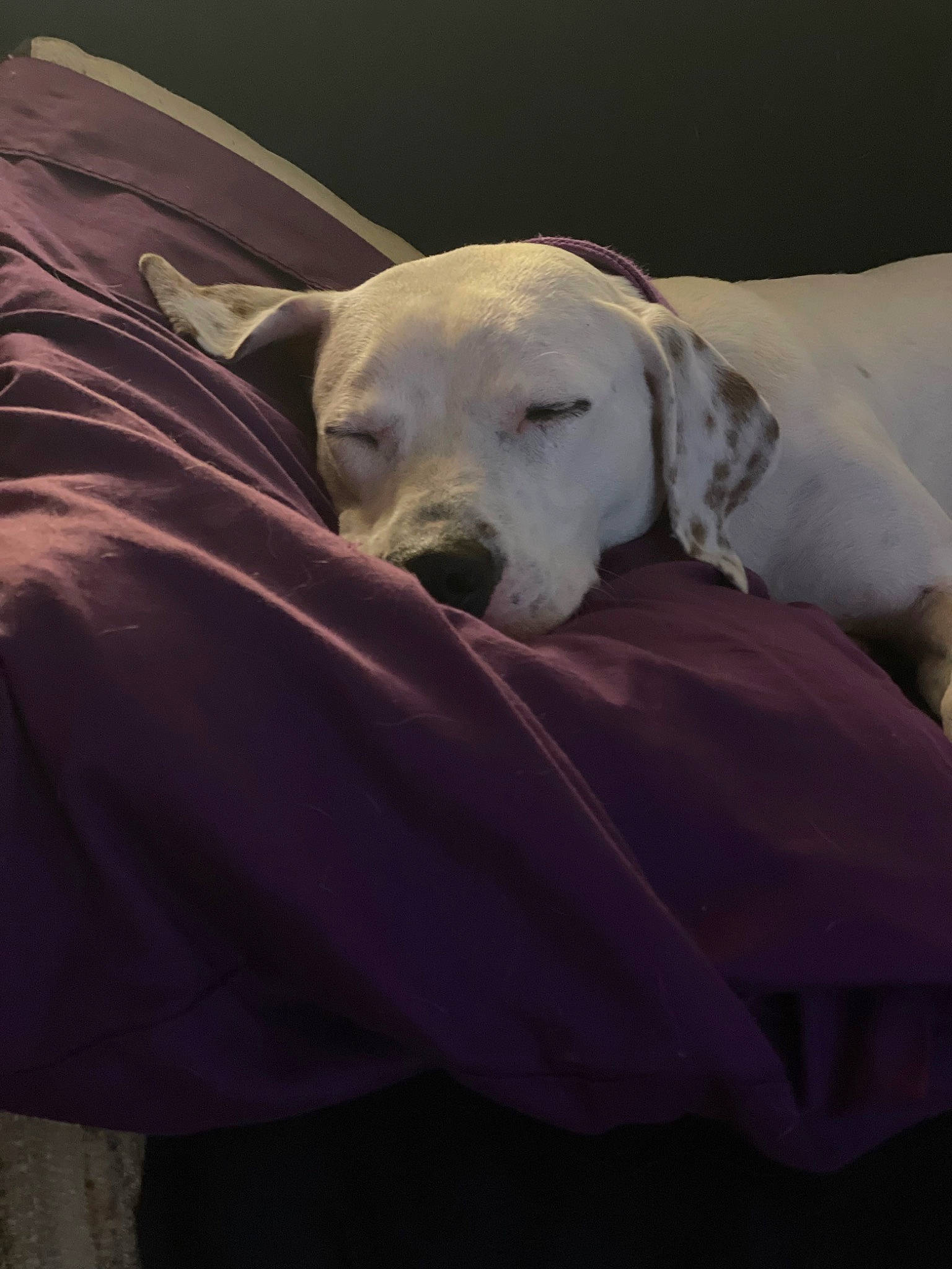 Kisses joined the competition — help win amazing prizes! canidae, carnivore, comfort, companion_dog, dog, dog_breed, fawn, labrador_retriever, livestock_guardian_dog, nap, non_sporting_group, retriever, sky, sleep, snout, sporting_group, terrestrial_animal, tree, whiskers, working_animal