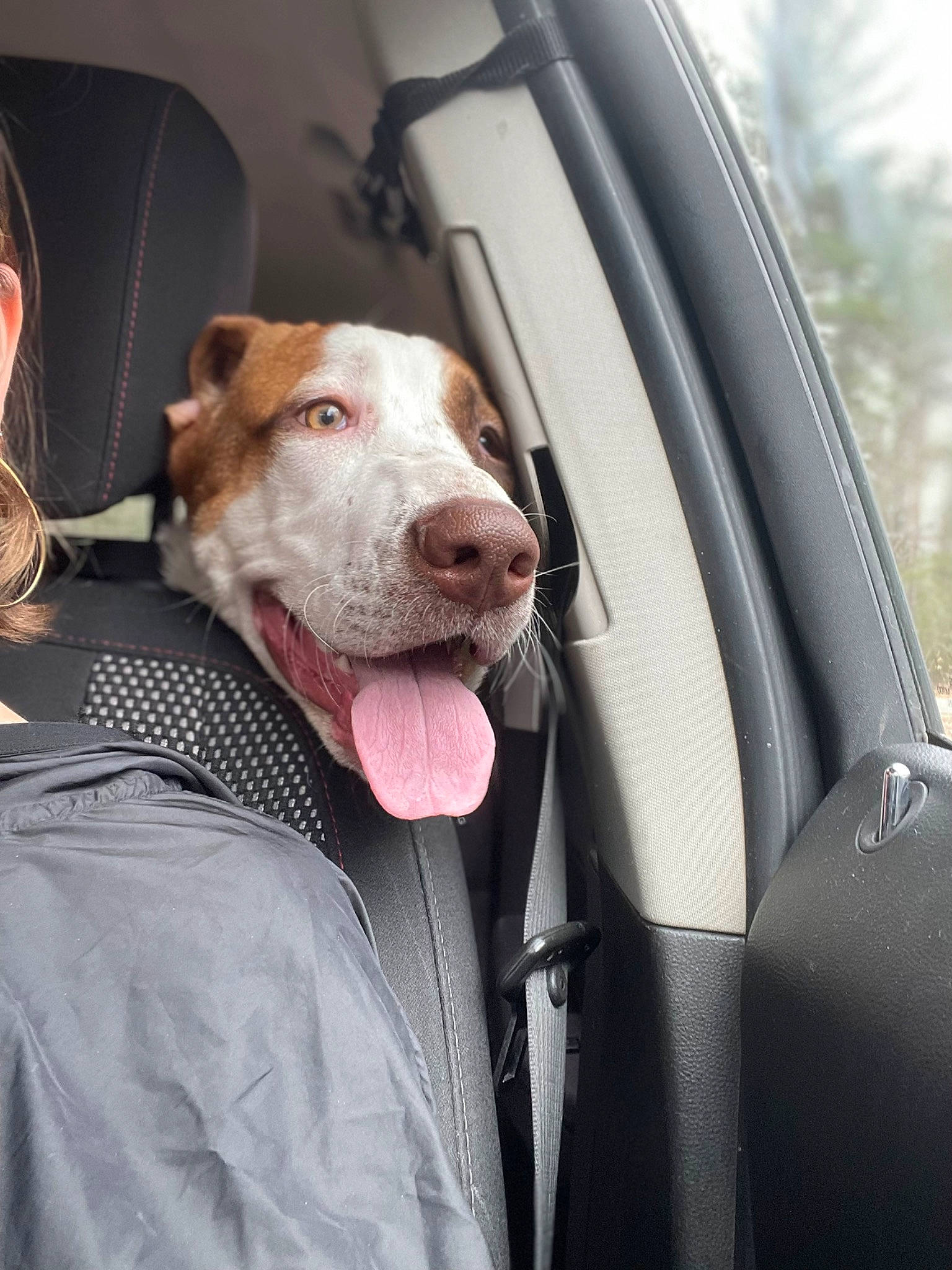 Huggs joined the competition — help win amazing prizes! auto_part, automotive_exterior, automotive_lighting, canidae, car, car_seat, carnivore, collar, companion_dog, dog, dog_breed, fawn, leash, motor_vehicle, seat_belt, snout, sporting_group, vehicle, vehicle_door, whiskers