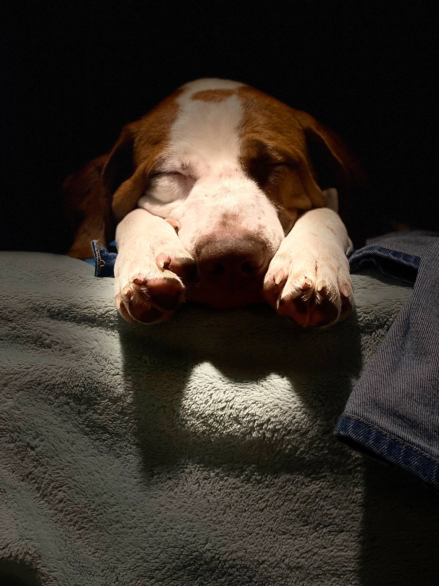 Huggs joined the competition — help win amazing prizes! canidae, carnivore, comfort, companion_dog, darkness, dog, dog_breed, ear, eye, fawn, flash_photography, foot, fur, jaw, snout, sporting_group, terrestrial_animal, whiskers, working_animal, yawn