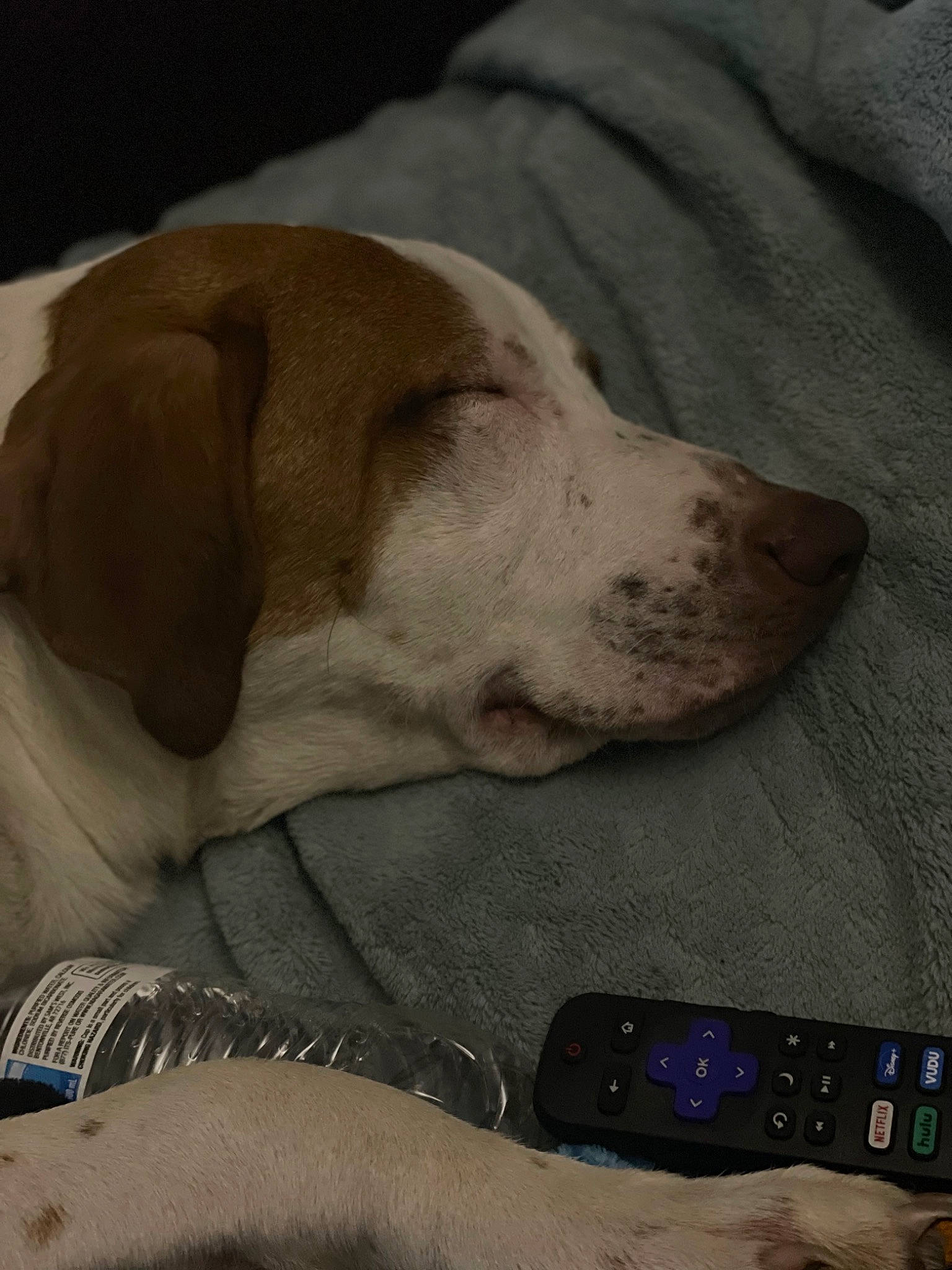 Huggs is registered to the contest to win money with this photo: bedtime, carnivore, comfort, communication_device, companion_dog, dog, dog_breed, dog_collar, dog_supply, electric_blue, fawn, foot, fur, hunting_dog, mobile_phone, nap, paw, puppy_love, whiskers, working_animal