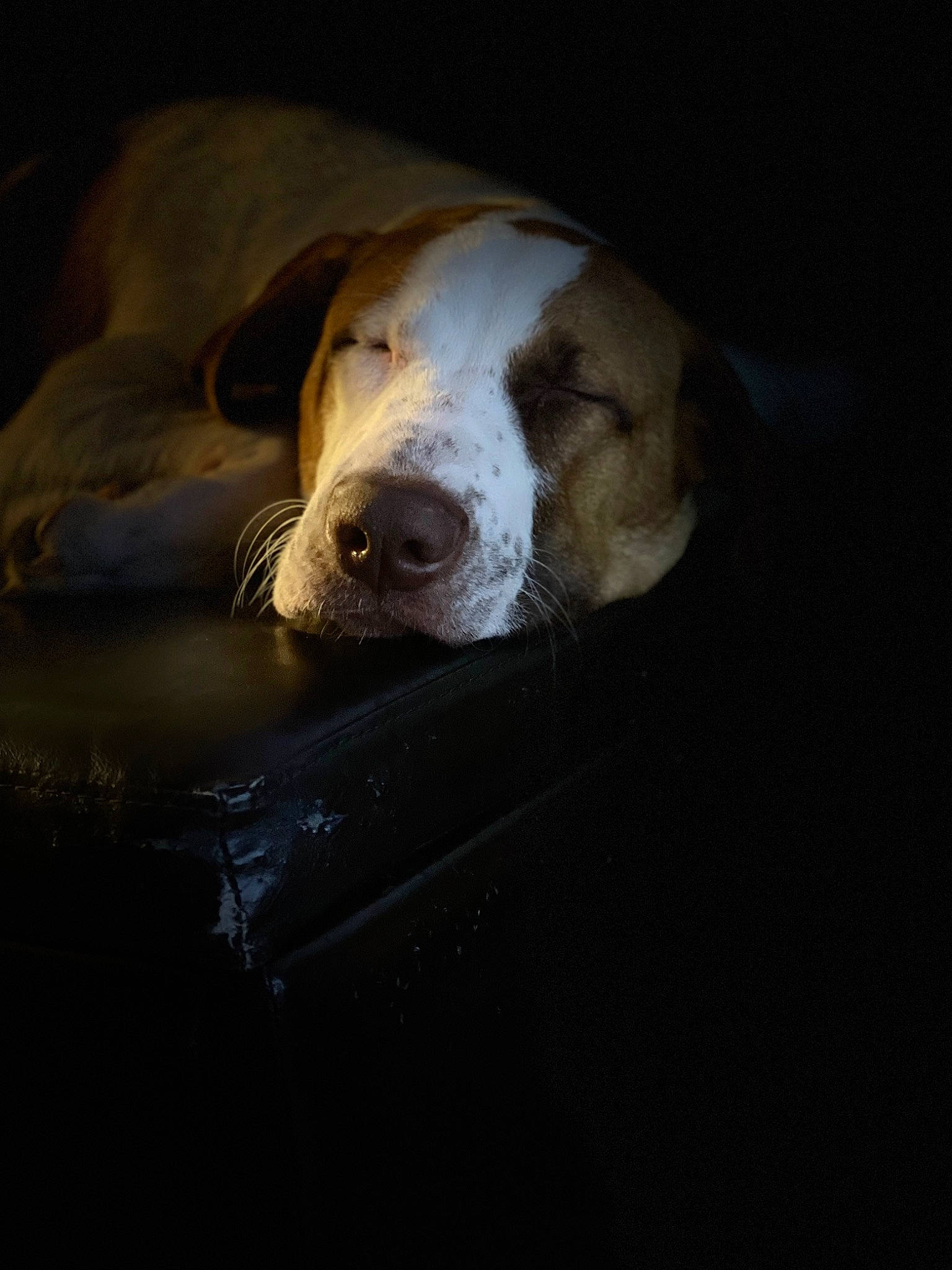 Huggs is registered to the contest to win money with this photo: bored, canidae, carnivore, companion_dog, darkness, dog, dog_breed, fawn, liver, non_sporting_group, snout, sporting_group, terrestrial_animal, whiskers, working_animal