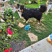 Vulcann participe au concours pour gagner de l'argent avec cette photo : animal, bush, canine, daylight, decor, dog, flowers, fur, garden, grass, greenery, nature, outdoor, pet, plants, rose, statue, stone_path, turtle_statue, yard