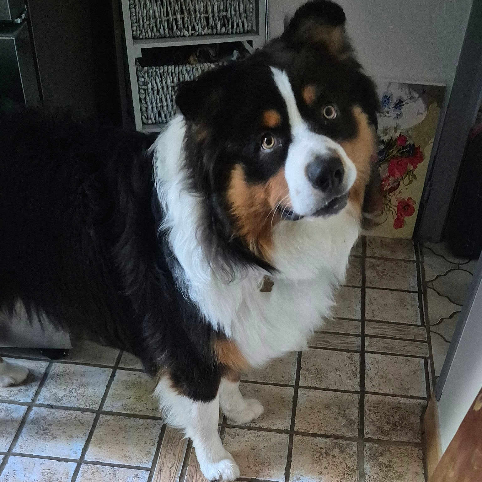 Vulcann a rejoint le concours — aidez-le/la à gagner de superbes lots ! animal, basket, black_fur, brown_markings, companion, curious, cute, dog, domestic, ears, furry, home, indoor, looking_up, painting, pet, shelf, tile_floor, tricolor, white_paws