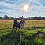 Vulcann participe au concours pour gagner de l'argent avec cette photo : animal, canine, clouds, daytime, dog, field, grass, greenery, happy, landscape, leash, nature, outdoor, pet, rural, sky, summer, sun, sunlight, walking