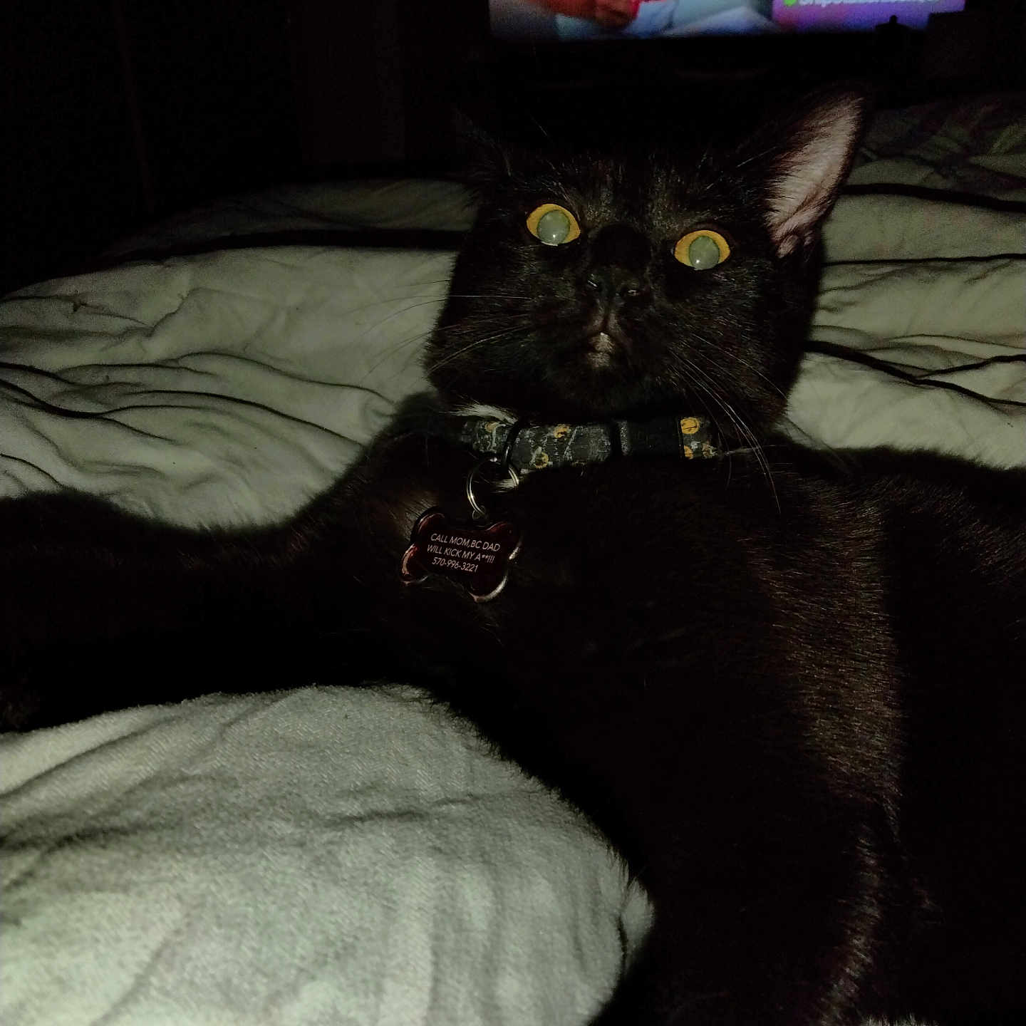 Scar is registered to the contest to win money with this photo: adult, animal, bed, bedroom, blackcat, cat, computerhardware, couch, electronics, female, furniture, hardware, indoors, monitor, person, pet, room, screen, tv, woman