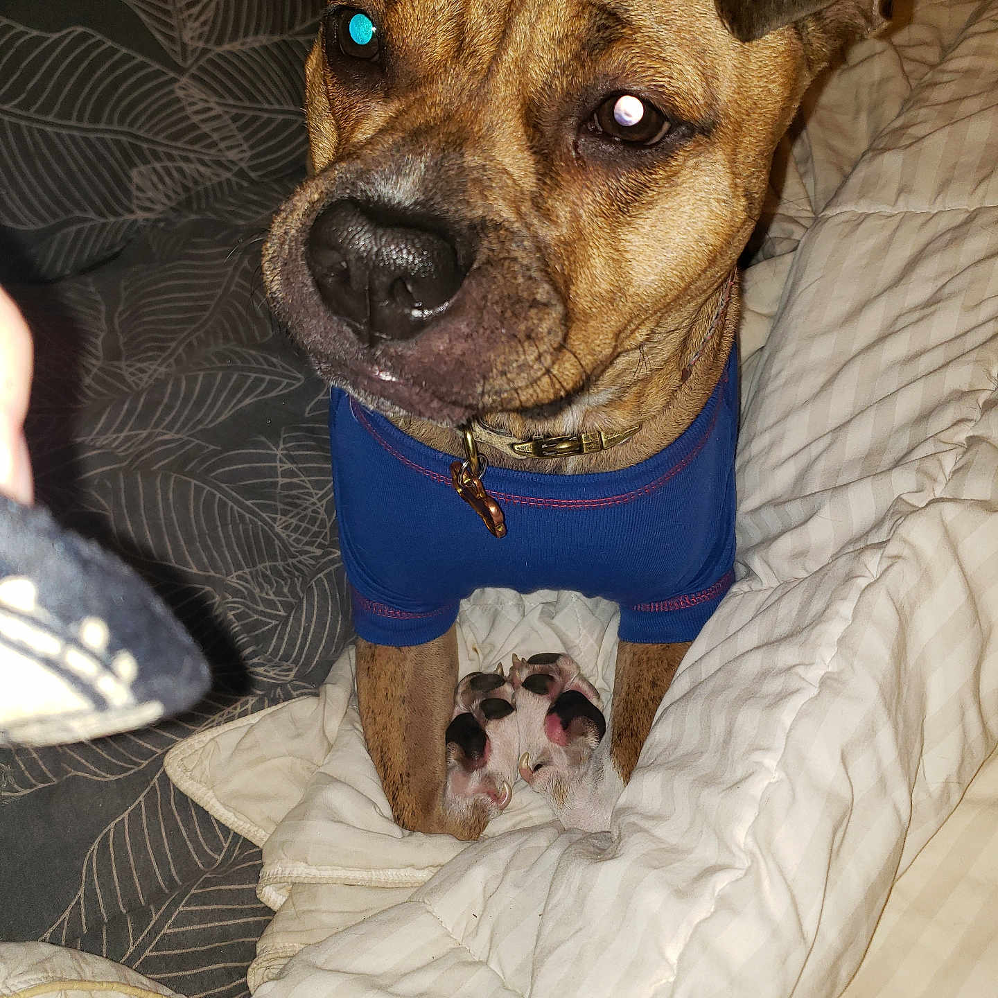 Pretzel