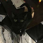 Scoot is registered to the contest to win money with this photo: animal, black_cat, blurred, bottle, carpet, cat, chair, collar, curious, domestic_animal, feline, furniture, home, indoor, looking_up, paper, pet, table, tail, yellow_eyes