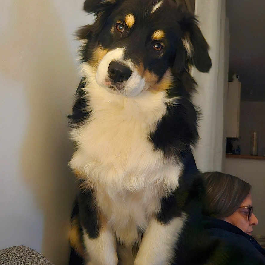 Alf
