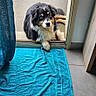 Alf participe au concours pour gagner de l'argent avec cette photo : dog, pet, doorway, towel, floor_tile, grass, outdoor, indoor, animal, black_fur, white_fur, tan_fur, curtain, resting, looking, waiting, home, door_frame, daylight, calm