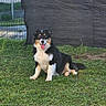 Alf a rejoint le concours — aidez-le/la à gagner de superbes lots ! dog, grass, fence, outdoor, pet, animal, happy, tongue_out, black_white_tan, sitting, yard, house, door, daylight, canine, fur, nature, playful, domestic_animal, smiling