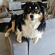 Alf a rejoint le concours — aidez-le/la à gagner de superbes lots ! dog, couch, living_room, television, floor_tiles, furniture, pet, canine, indoor, home, animal, black_and_white, tan, fur, ears, face, looking_at_camera, resting, cozy, modern