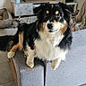 dog, couch, living_room, television, floor_tiles, furniture, pet, canine, indoor, home, animal, black_and_white, tan, fur, ears, face, looking_at_camera, resting, cozy, modern