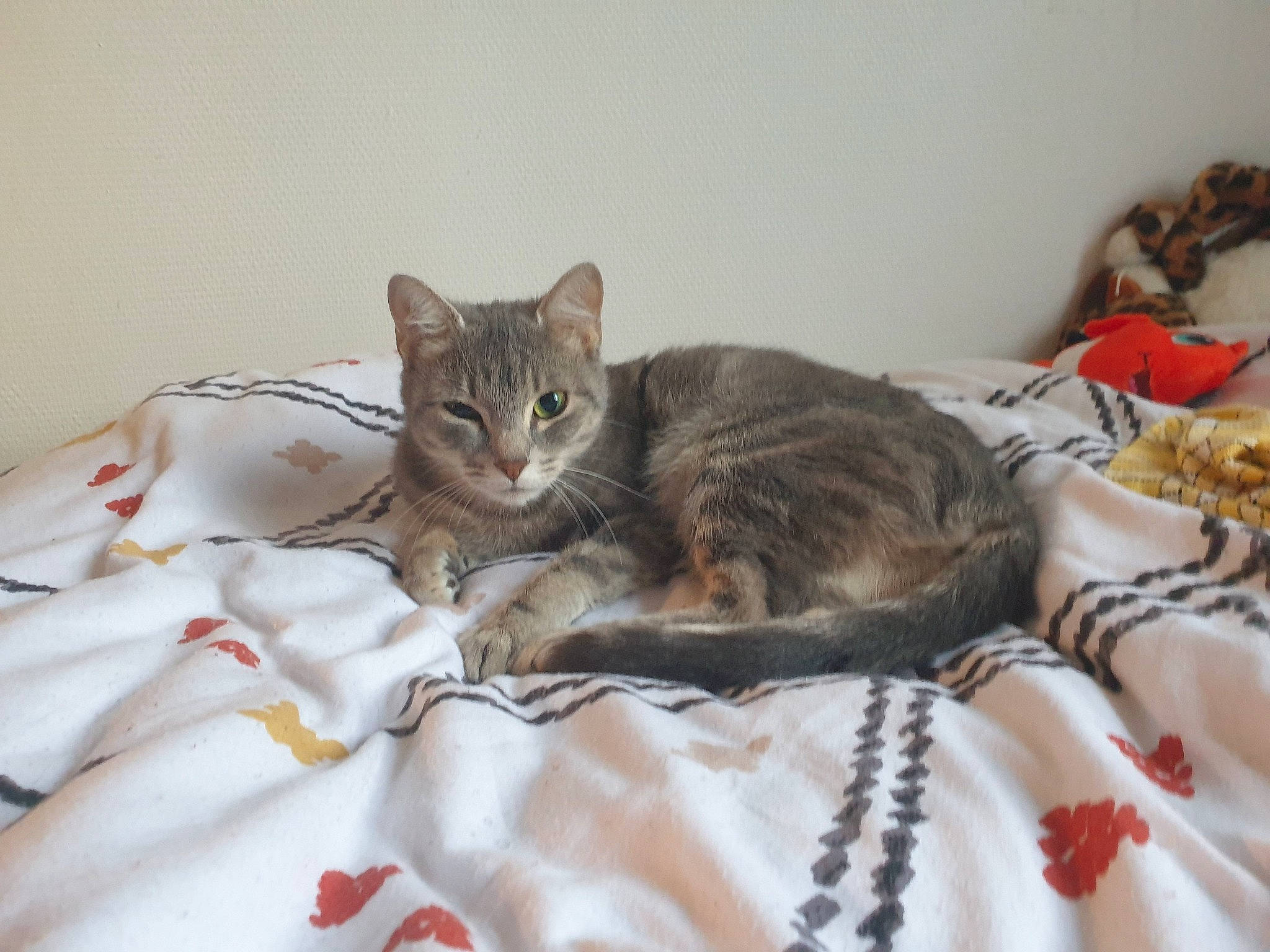 Pepette participe au concours pour gagner de l'argent avec cette photo : bed, bed_sheet, bedding, blanket, carnivore, cat, cat_bed, cat_supply, comfort, domestic_short_haired_cat, felidae, fur, linens, mammal, paw, pet_supply, room, small_to_medium_sized_cats, terrestrial_animal, whiskers