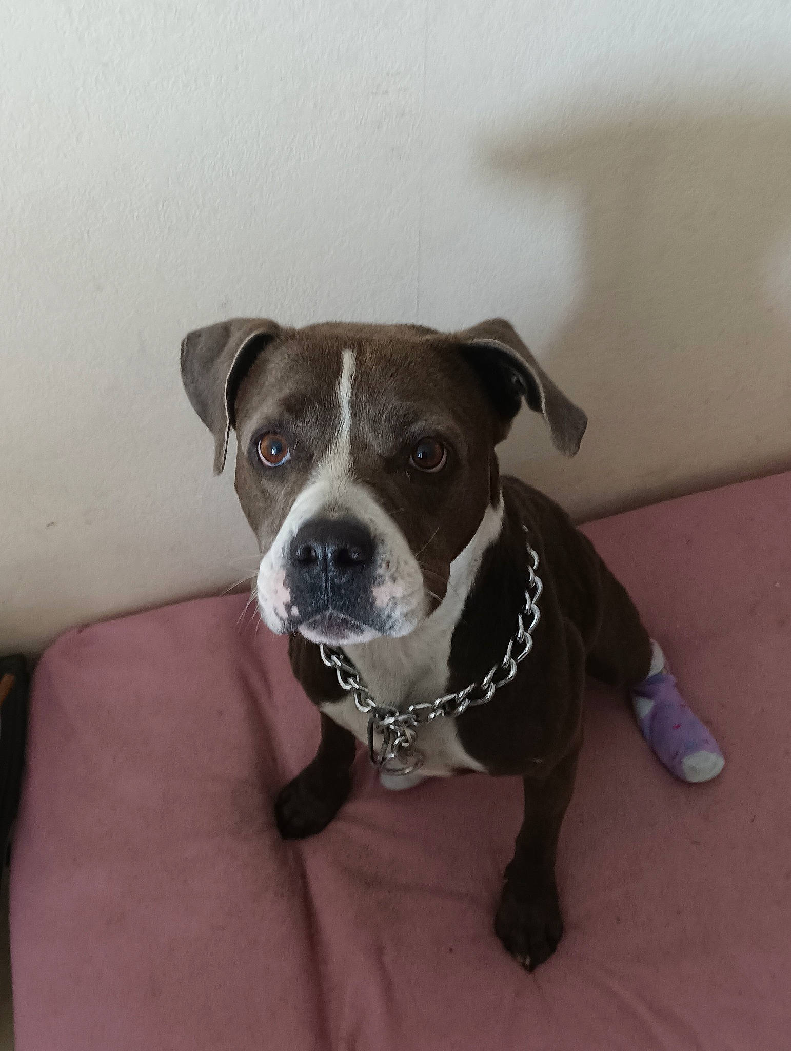 Tallya participe au concours pour gagner de l'argent avec cette photo : canidae, carnivore, collar, companion_dog, dog, dog_breed, dog_clothes, dog_collar, fawn, leash, non_sporting_group, pet_supply, snout, sporting_group, toy_dog, whiskers, working_animal