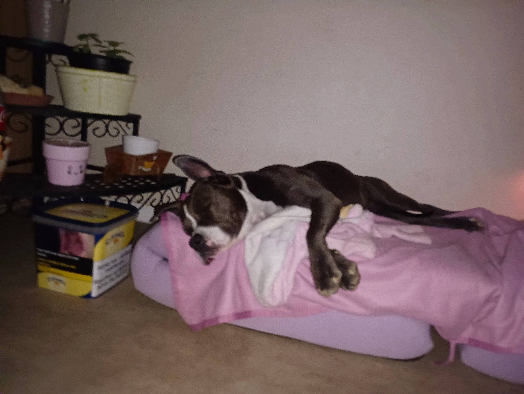 Tallya participe au concours pour gagner de l'argent avec cette photo : bed, bedding, canidae, carnivore, comfort, companion_dog, couch, dog, dog_breed, dog_supply, fawn, flooring, flowerpot, guard_dog, hardwood, houseplant, linens, nap, sporting_group, tail