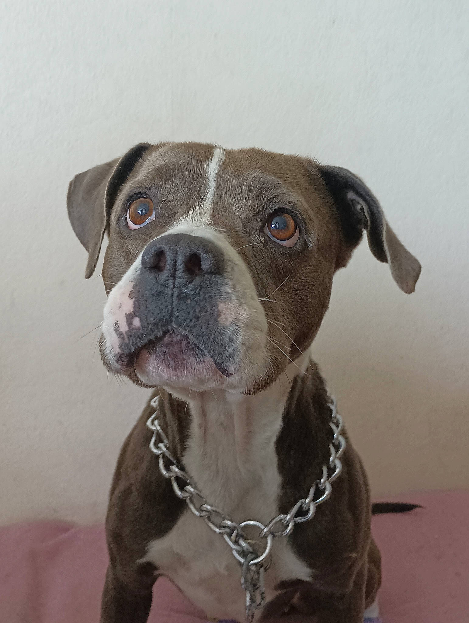 Tallya participe au concours pour gagner de l'argent avec cette photo : canidae, carnivore, collar, companion_dog, dog, dog_breed, dog_collar, fawn, fur, hunting_dog, liver, non_sporting_group, pet_supply, sporting_group, terrestrial_animal, whiskers, working_animal, working_dog