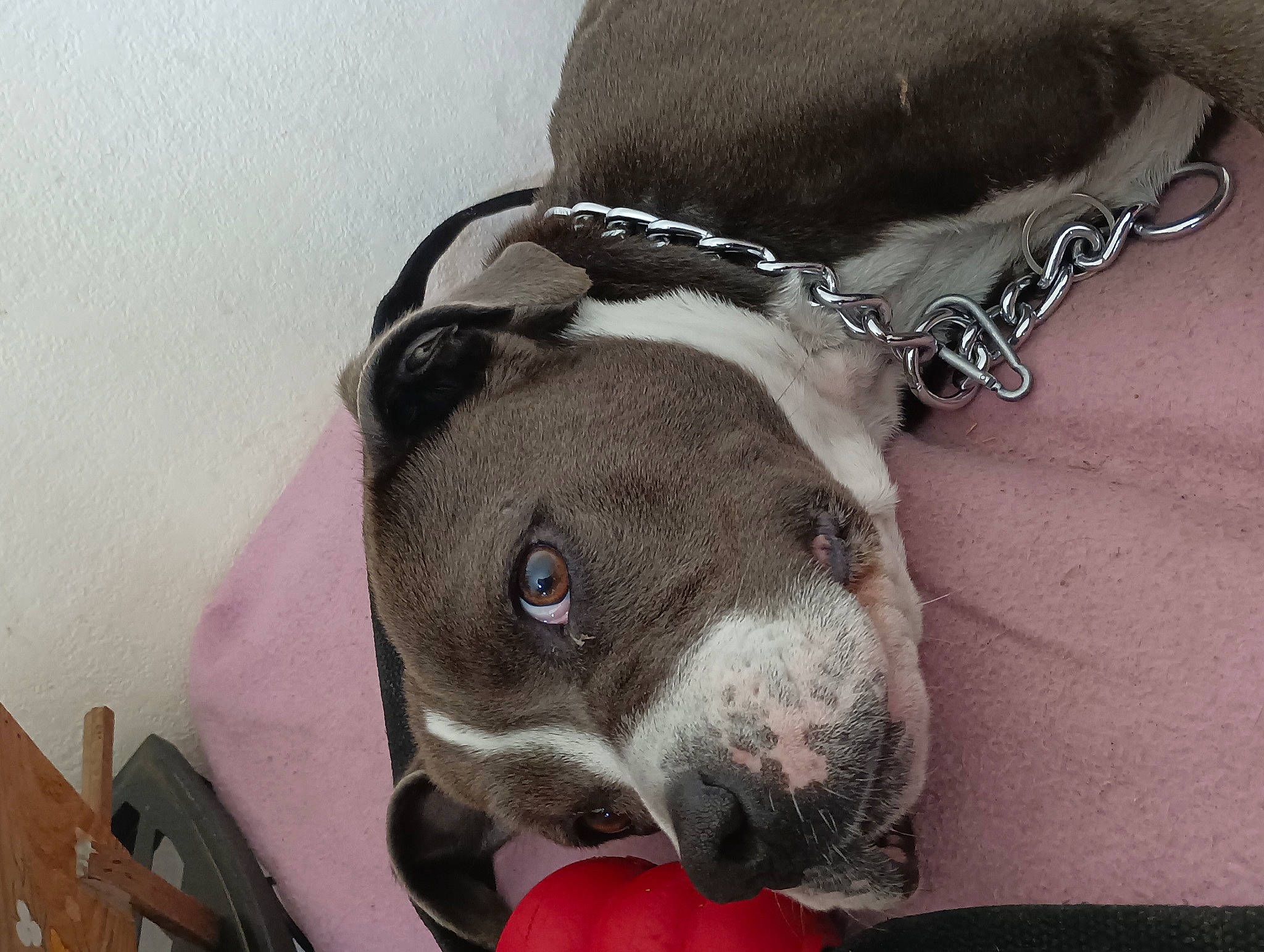 Tallya participe au concours pour gagner de l'argent avec cette photo : canidae, carnivore, collar, comfort, companion_dog, dog, dog_breed, dog_collar, dog_supply, fashion_accessory, fawn, fur, grey, jewellery, liver, pet_supply, snout, sporting_group, whiskers, working_animal