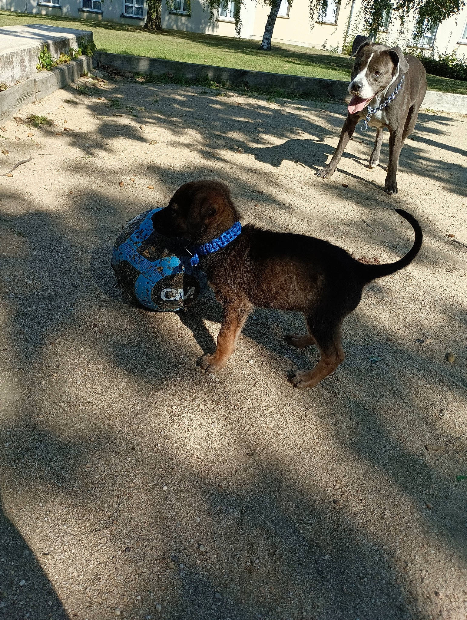 Sheitan a rejoint le concours — aidez-le/la à gagner de superbes lots ! asphalt, carnivore, collar, companion_dog, dog, dog_breed, fashion_accessory, fawn, grass, leash, pet_supply, plant, road_surface, shade, shadow, soil, sporting_group, tail, tree, working_animal