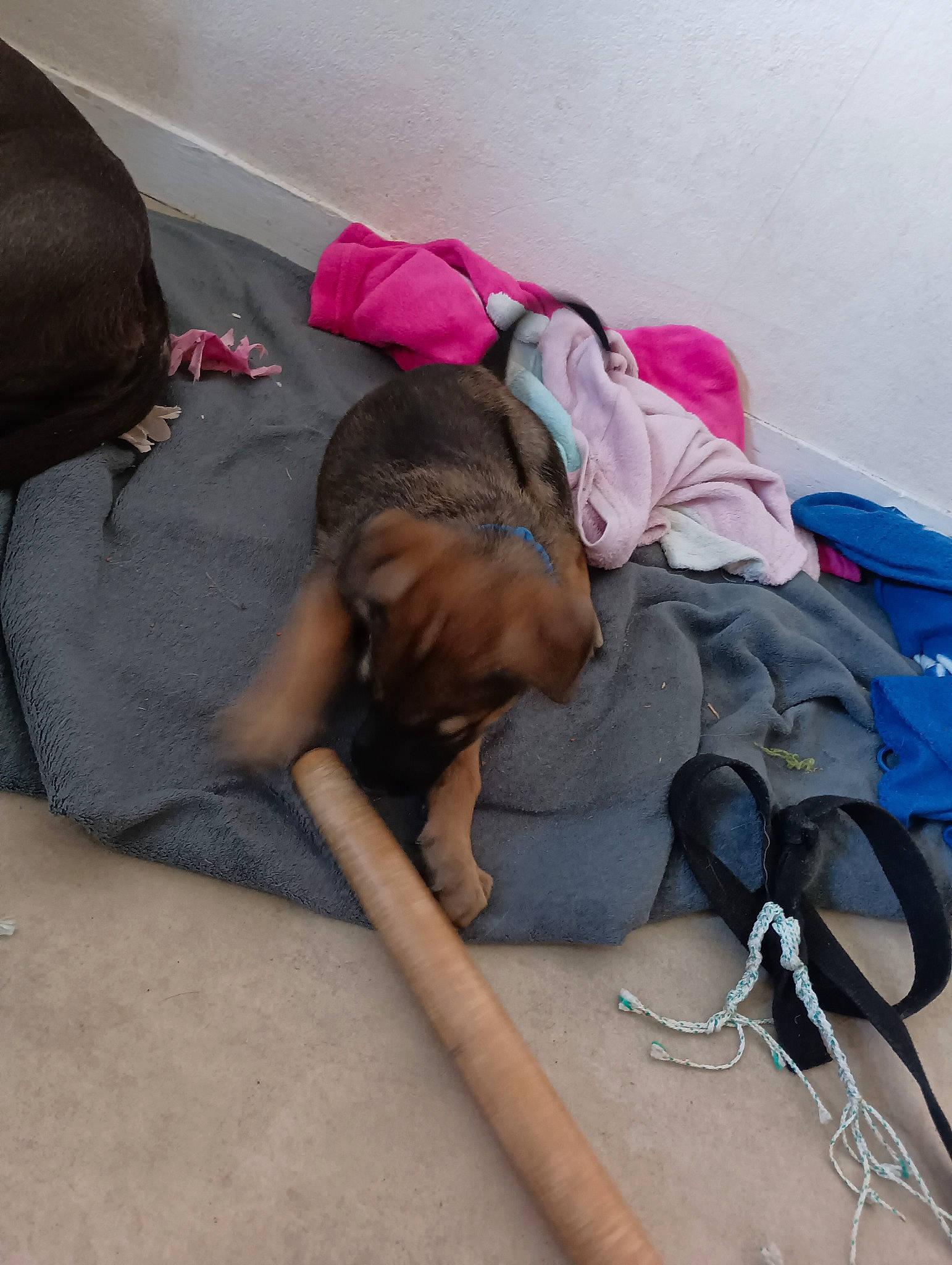 Sheitan participe au concours pour gagner de l'argent avec cette photo : bag, child, comfort, companion_dog, dog, flooring, fur, human_leg, knee, leisure, linens, luggage_and_bags, magenta, nap, room, sitting, sleep, textile, thigh, wire