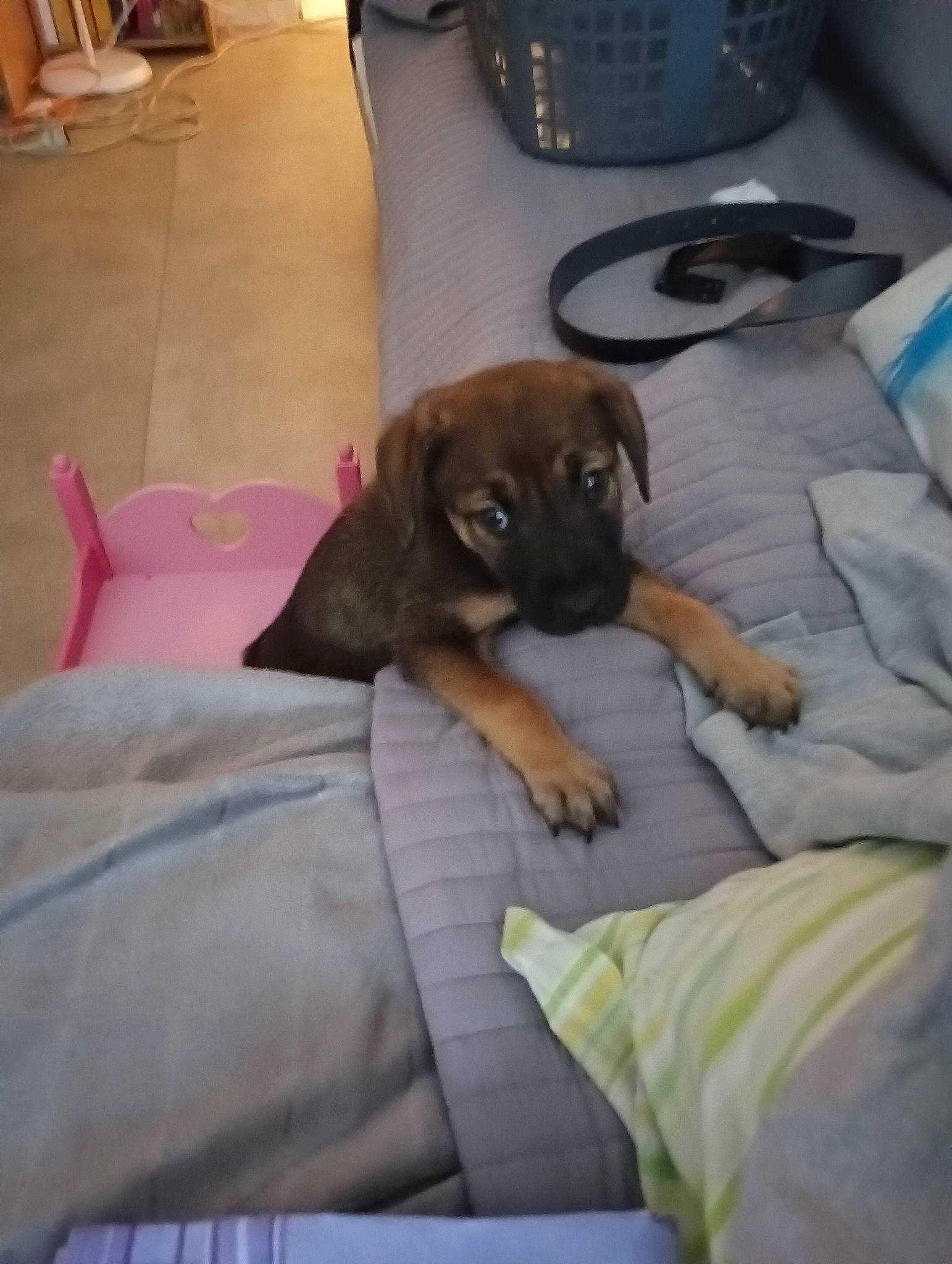 Sheitan participe au concours pour gagner de l'argent avec cette photo : answering_machine, canidae, carnivore, comfort, companion_dog, corded_phone, dog, dog_breed, fawn, flooring, hardwood, linens, liver, room, sporting_group, telephone, telephony, toy_dog, wood, working_animal