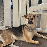Nova is registered to the contest to win money with this photo: dog, canine, pet, outdoor, fence, white_fence, concrete, sunlight, shadow, chain_collar, brown_dog, black_dog, resting, animal, quiet, daylight, ears, paw, ground, calm
