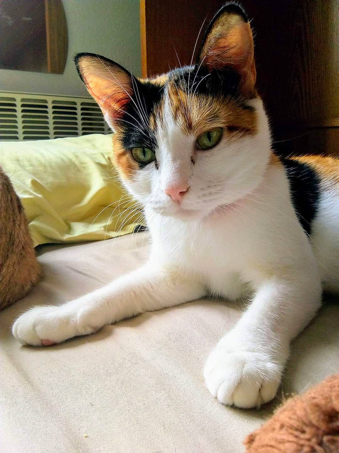 Khaleesi participe au concours pour gagner de l'argent avec cette photo : aegean_cat, american_wirehair, carnivore, cat, domestic_short_haired_cat, european_shorthair, felidae, fur, kitten, mammal, paw, polydactyl_cat, small_to_medium_sized_cats, whiskers