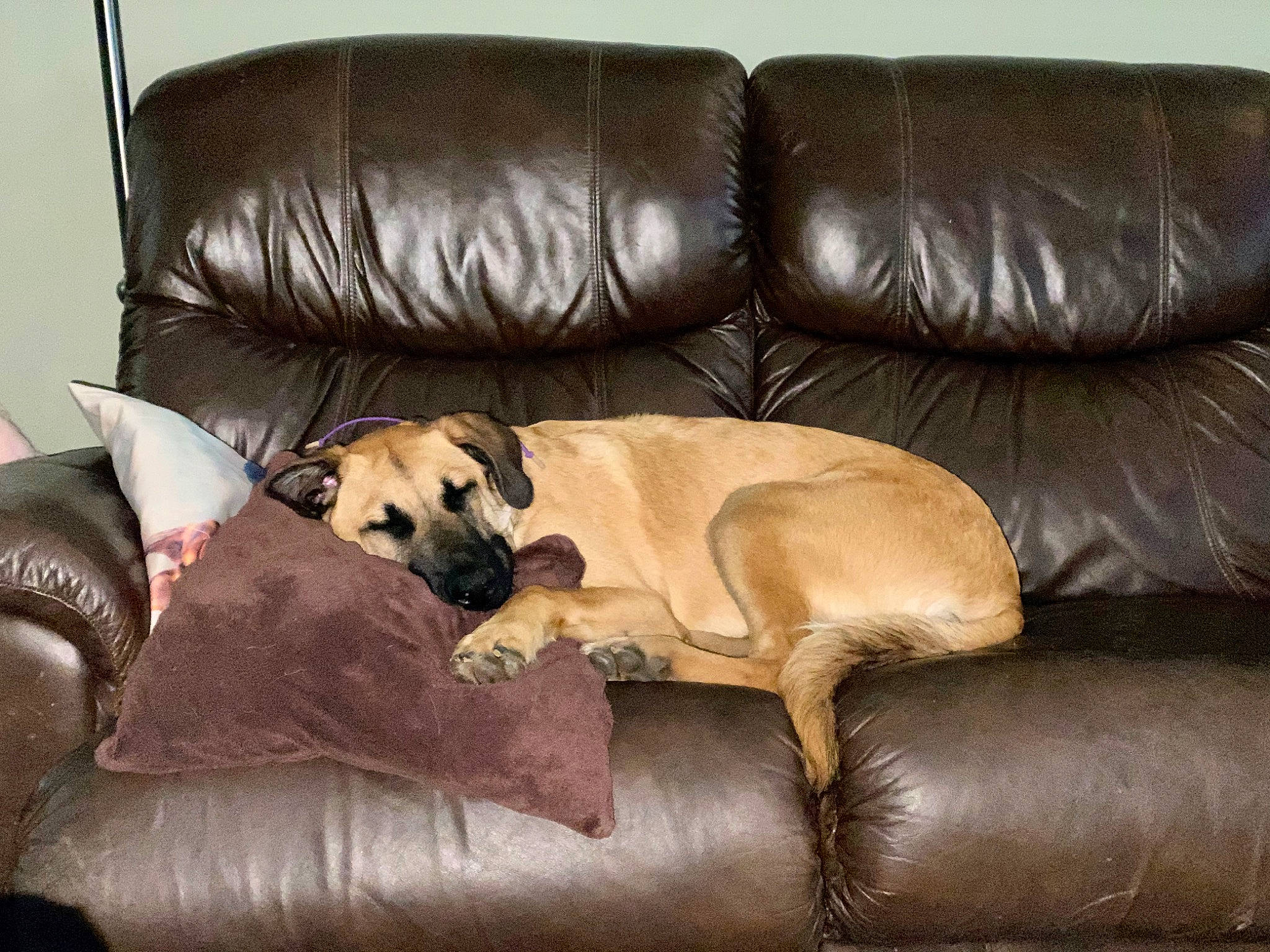 Jacob joined the competition — help win amazing prizes! black_mouth_cur, bullmastiff, canidae, carnivore, chair, comfort, companion_dog, couch, cushion, dog, dog_bed, dog_breed, english_mastiff, fawn, furniture, loveseat, nap, puppy, room, snout