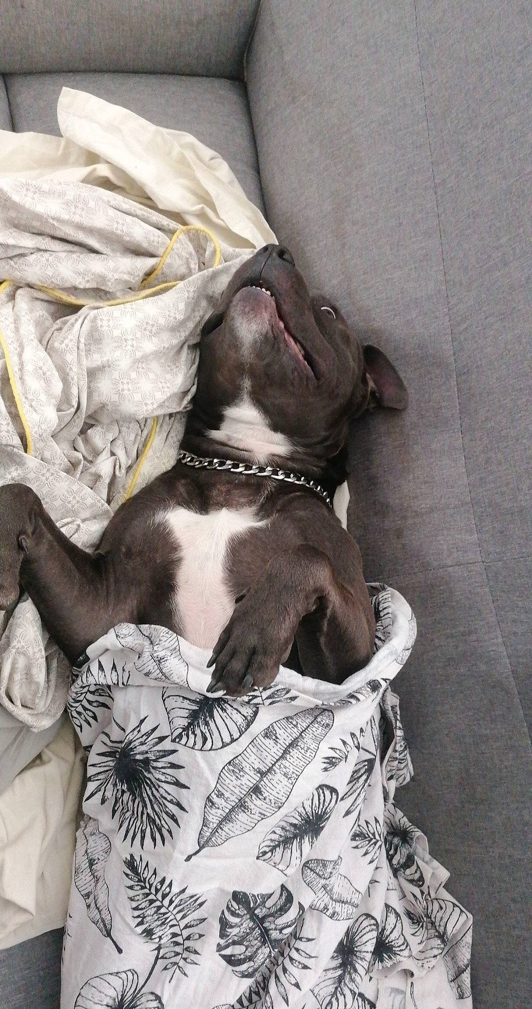 Carnage participe au concours pour gagner de l'argent avec cette photo : boston_terrier, canidae, carnivore, collar, comfort, companion_dog, dog, dog_breed, dog_collar, dog_supply, fawn, grey, linens, liver, pattern, pet_supply, sporting_group, toy_dog, white, working_animal