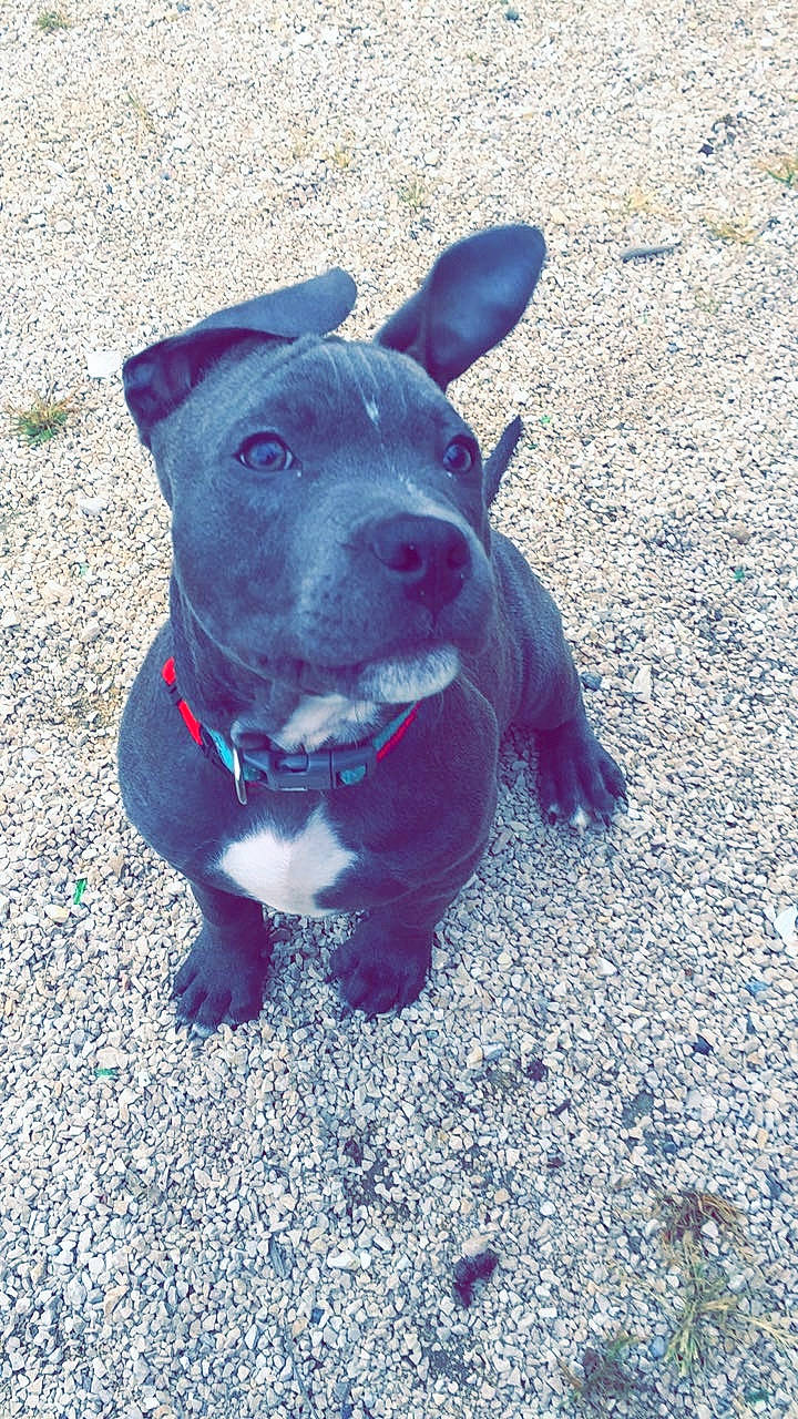 Carnage a rejoint le concours — aidez-le/la à gagner de superbes lots ! asphalt, borador, canidae, carnivore, collar, companion_dog, dog, dog_breed, dog_collar, electric_blue, fashion_accessory, fawn, grass, leash, plant, road_surface, shadow, sporting_group, whiskers, working_animal