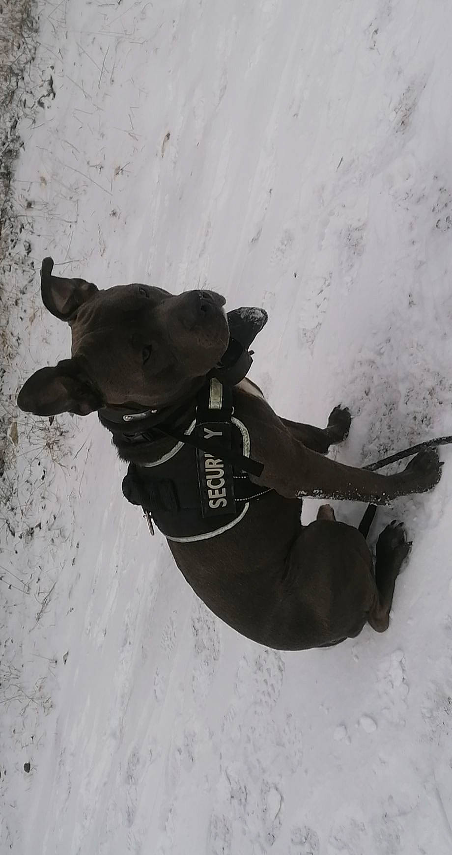 Carnage a rejoint le concours — aidez-le/la à gagner de superbes lots ! adventure, carnivore, dog, dog_breed, dog_collar, extreme_sport, freezing, fun, guard_dog, jacket, monochrome, monochrome_photography, personal_protective_equipment, recreation, shadow, slope, snow, sports, winter, working_animal