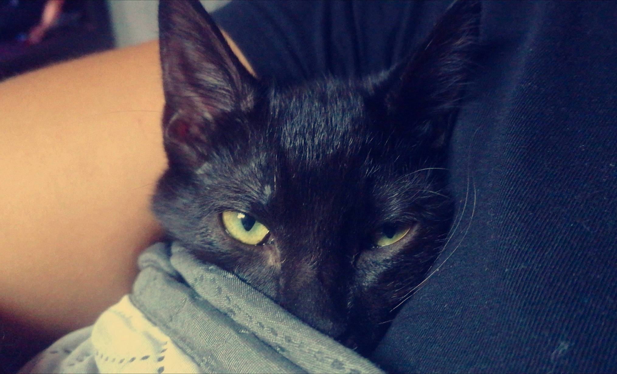 Bounty a rejoint le concours — aidez-le/la à gagner de superbes lots ! black_cat, bombay, carnivore, cat, comfort, darkness, domestic_short_haired_cat, ear, electric_blue, eye, felidae, fur, grey, iris, sky, small_to_medium_sized_cats, snout, whiskers