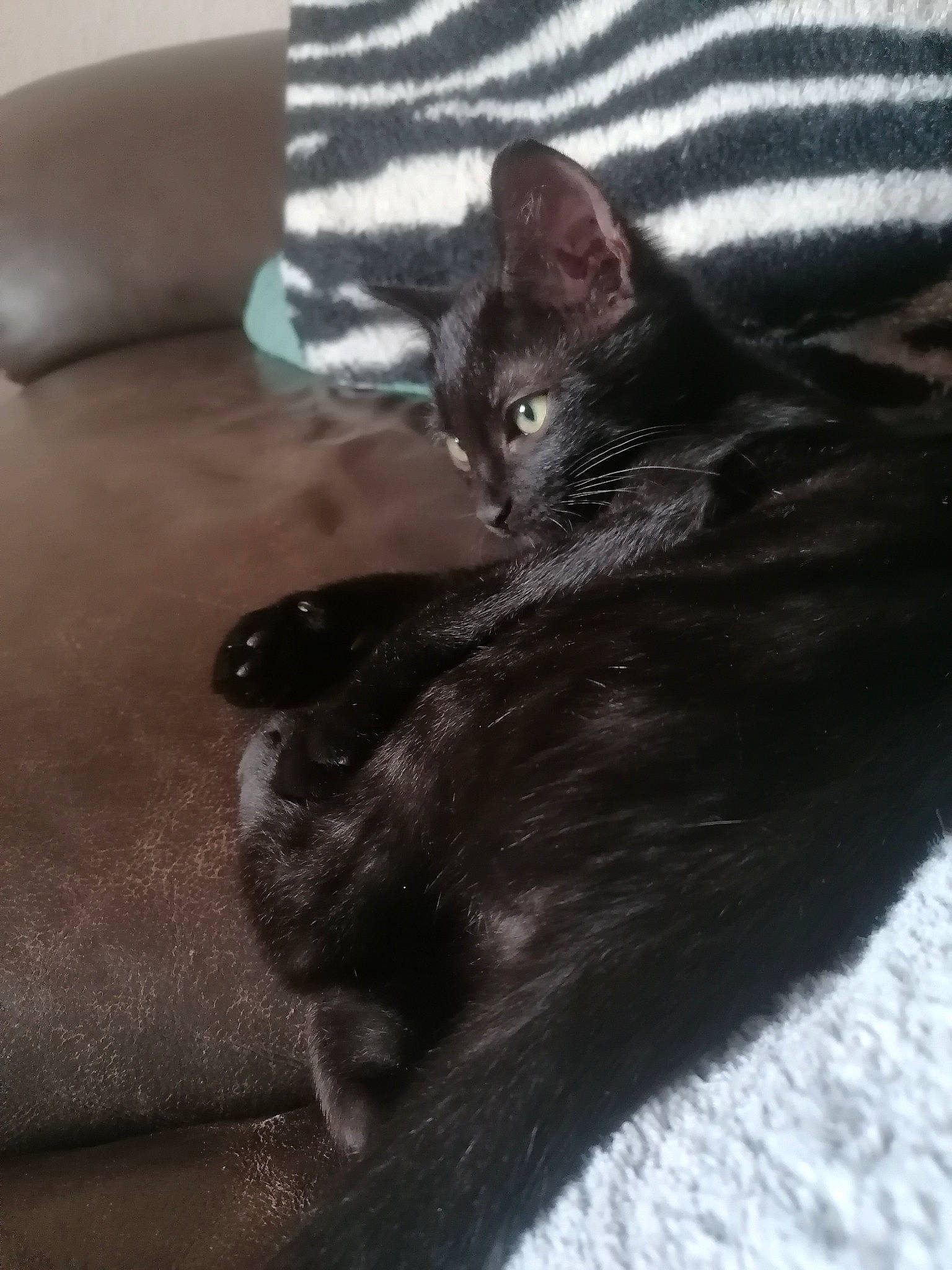 Bounty a rejoint le concours — aidez-le/la à gagner de superbes lots ! black_cat, bombay, carnivore, cat, claw, comfort, couch, domestic_short_haired_cat, felidae, foot, fur, grey, human_leg, leg, mammal, paw, small_to_medium_sized_cats, snout, tail, whiskers