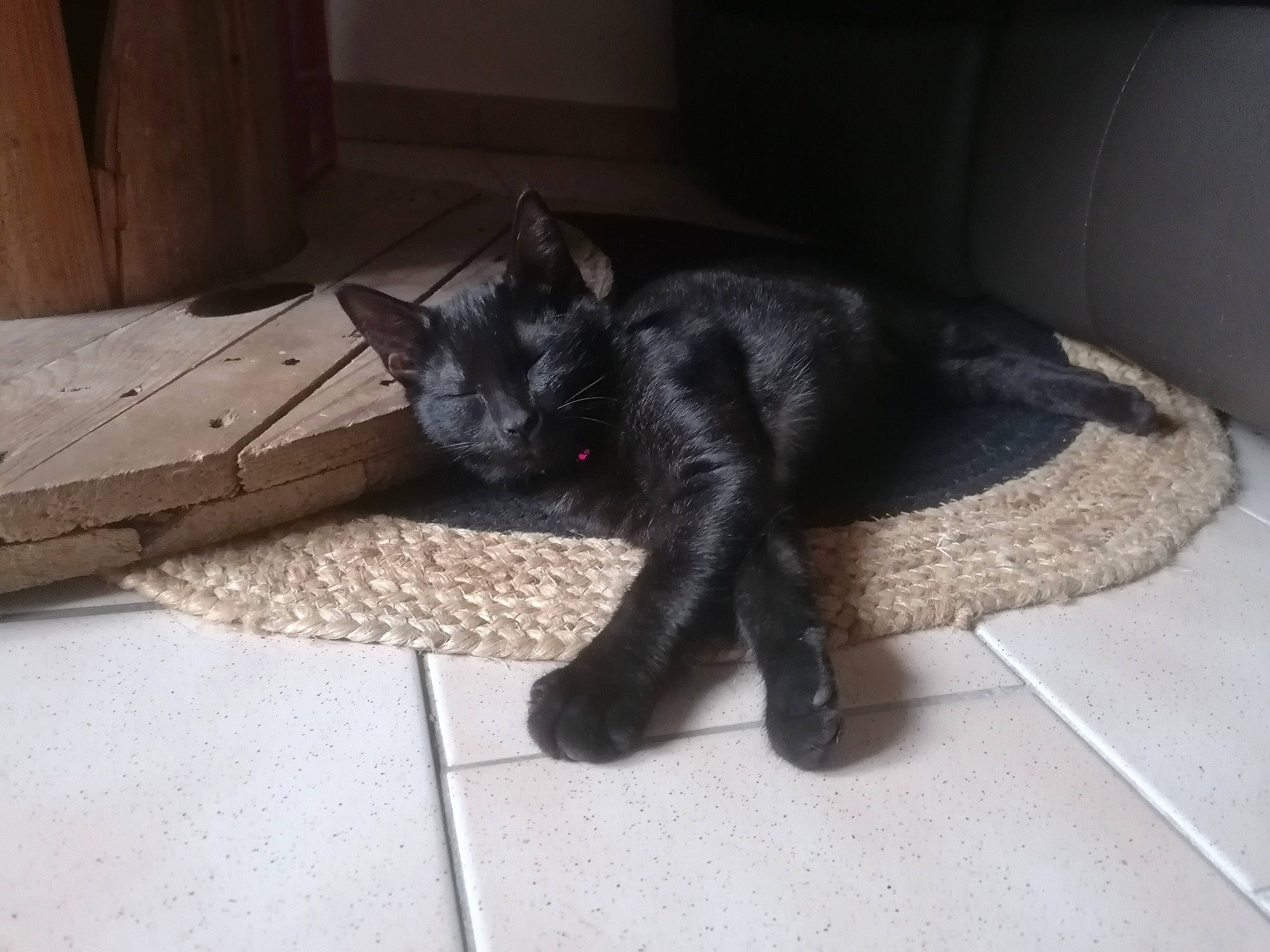 Bounty participe au concours pour gagner de l'argent avec cette photo : black_cat, bombay, carnivore, cat, claw, comfort, dog_breed, domestic_short_haired_cat, felidae, floor, flooring, fur, grey, paw, plant, small_to_medium_sized_cats, snout, tail, whiskers, wood