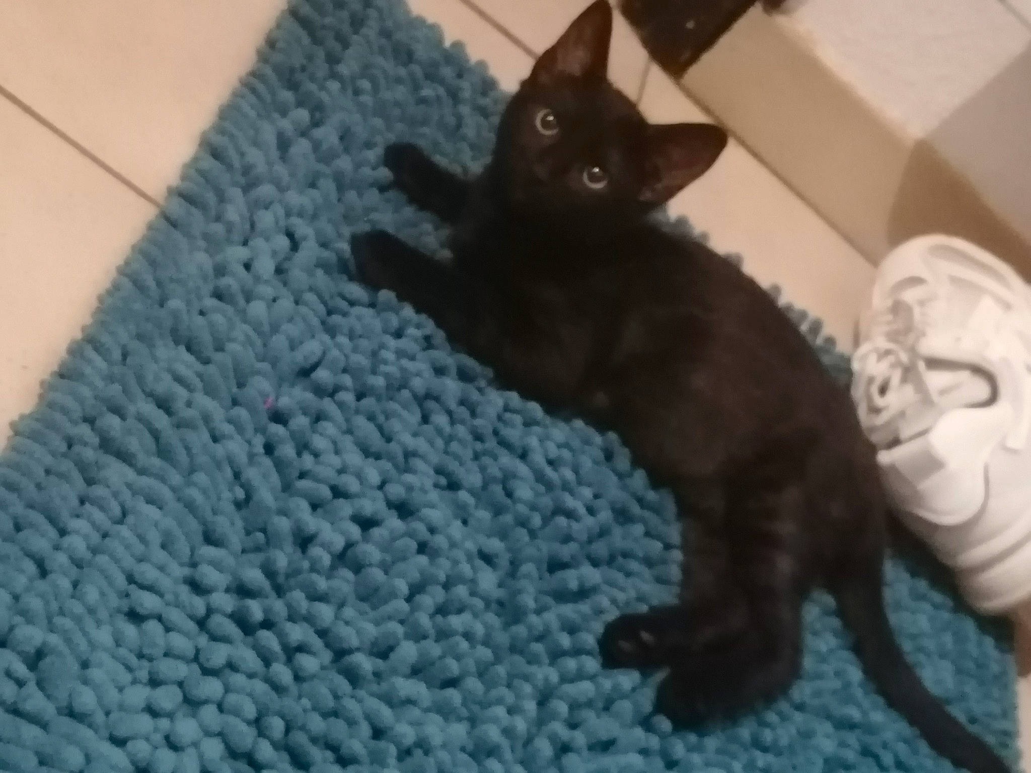 Bounty a rejoint le concours — aidez-le/la à gagner de superbes lots ! black_cat, bombay, carnivore, cat, cat_supply, claw, comfort, domestic_short_haired_cat, electric_blue, felidae, flooring, fur, grey, havana_brown, paw, small_to_medium_sized_cats, snout, tail, terrestrial_animal, whiskers