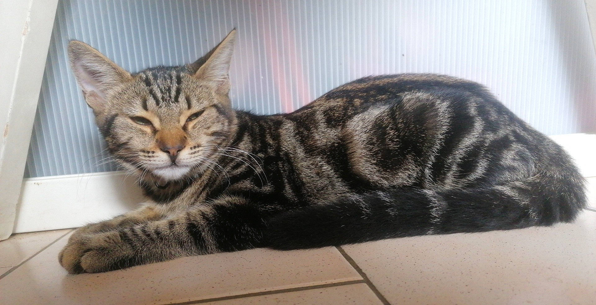 Rafale a rejoint le concours — aidez-le/la à gagner de superbes lots ! carnivore, cat, claw, domestic_short_haired_cat, eye, felidae, fur, paw, sitting, small_to_medium_sized_cats, tail, terrestrial_animal, whiskers