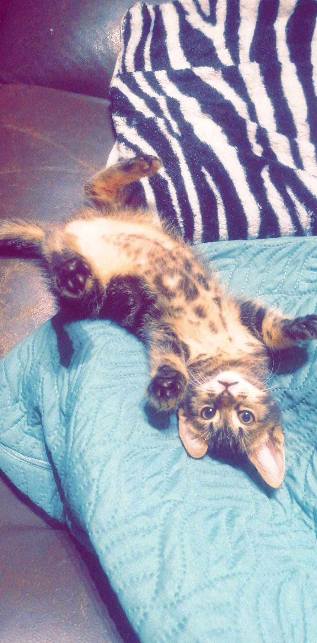 Rafale a rejoint le concours — aidez-le/la à gagner de superbes lots ! bed, carnivore, cat, claw, cloud, comfort, couch, domestic_short_haired_cat, fawn, felidae, fur, head, lap, nap, paw, small_to_medium_sized_cats, snout, tail, terrestrial_animal, whiskers